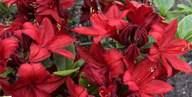 Azalea Mollis Knaphill Red - Ladybird Nursery