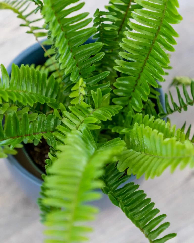 Boston Fern Blue Bell (Nephrolepis exaltata)