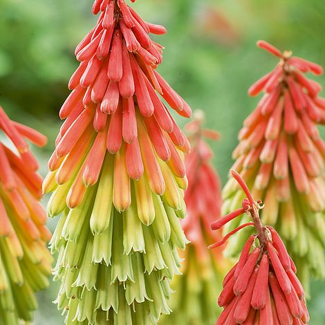 Red Hot Poker Traffic Lights (Kniphofia)