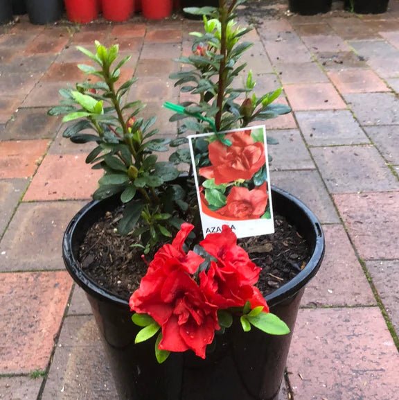 Azalea Dr Koester - Ladybird Nursery