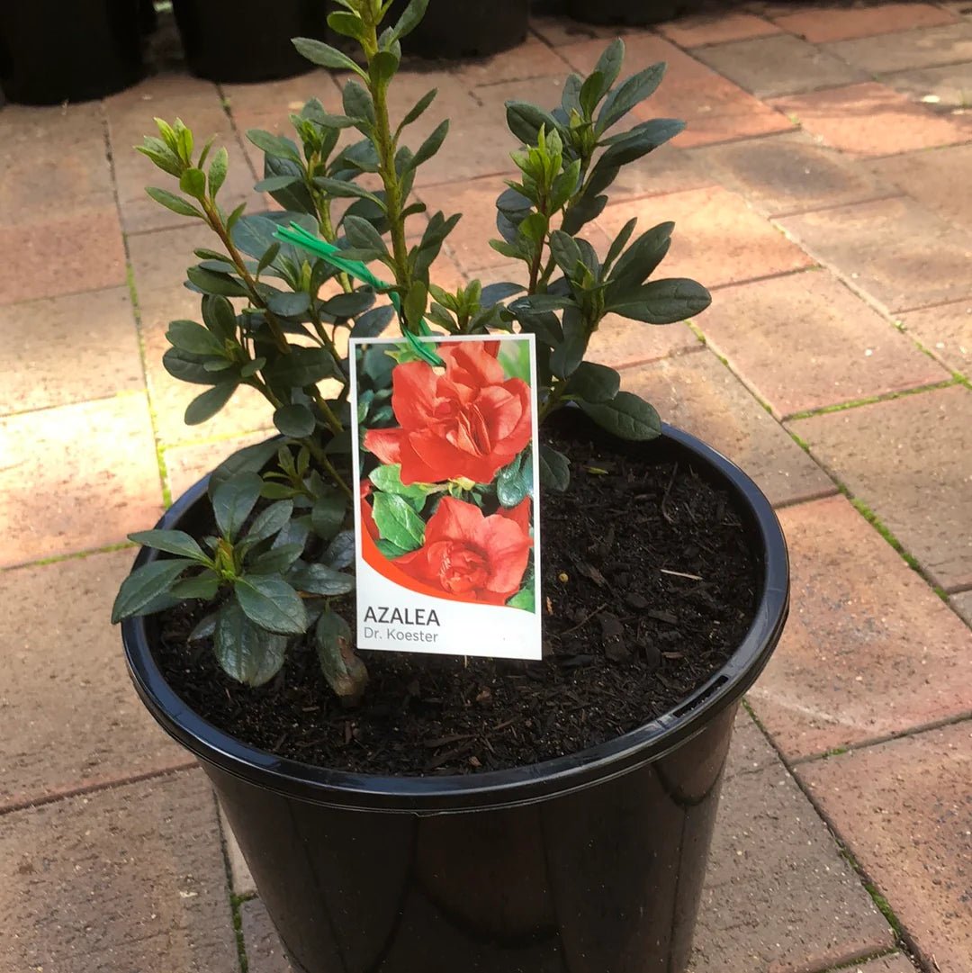 Azalea Dr Koester - Ladybird Nursery