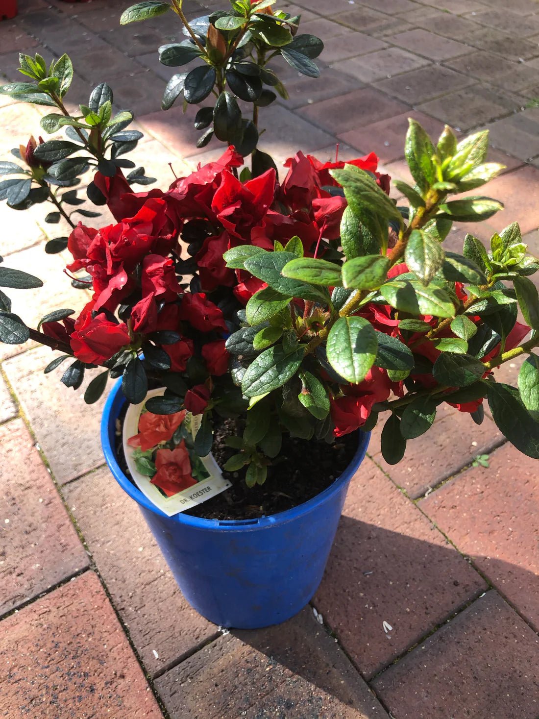 Azalea Dr Koester - Ladybird Nursery