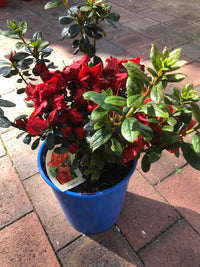Azalea Dr Koester - Ladybird Nursery
