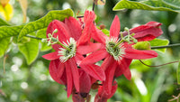 Red Passionflower Tripods (Passiflora racemosa) - Ladybird Nursery