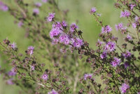 Violet Kunzea (Kunzea parvifolia)