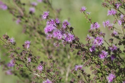 Violet Kunzea (Kunzea parvifolia) - Ladybird Nursery