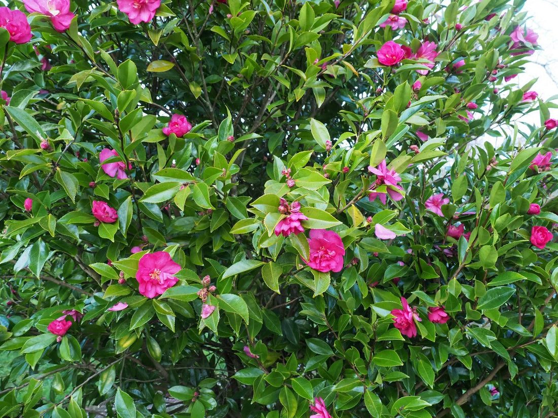 Sasanqua Camellia Dazzler (Camellia sasanqua) - Ladybird Nursery