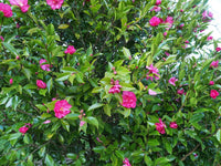 Sasanqua Camellia Dazzler (Camellia sasanqua) - Ladybird Nursery