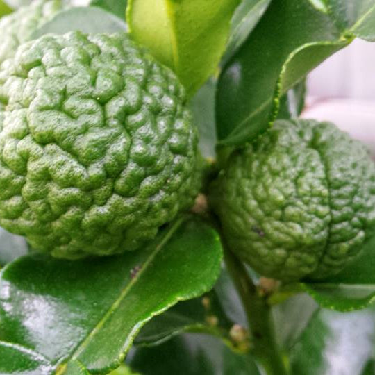 Lime 'Kaffir' Advanced - 400mm Pot (Pickup Only) - Ladybird Nursery