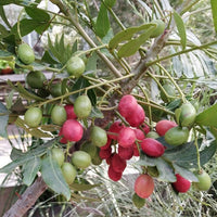 Kaffir Plum