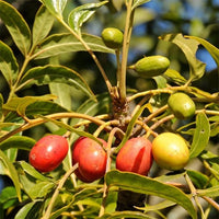 Kaffir Plum - Ladybird Nursery