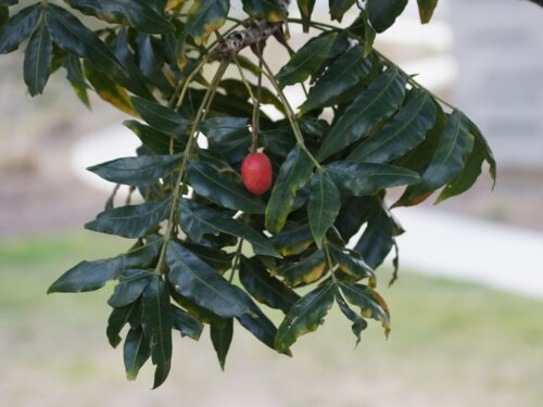 Pecan Mohawk (B) SP - Ladybird Nursery