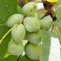 Kakadu Plum