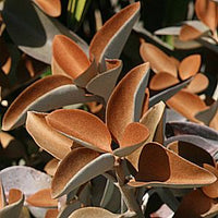Kalanchoe ‘Copper Spoons’ - Ladybird Nursery