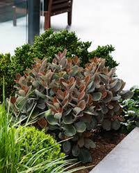 Kalanchoe ‘Copper Spoons’ - Ladybird Nursery
