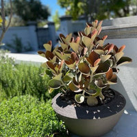 Kalanchoe ‘Copper Spoons’ - Ladybird Nursery