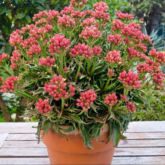 Kalanchoe tarantula - Ladybird Nursery