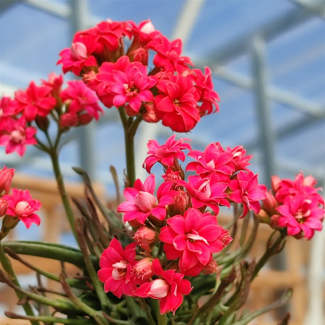 Kalanchoe tarantula - Ladybird Nursery