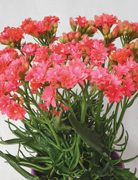 Kalanchoe tarantula - Ladybird Nursery