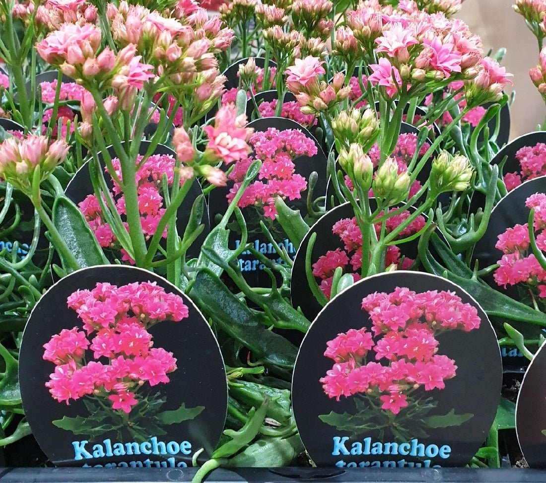 Kalanchoe tarantula - Ladybird Nursery
