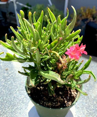 Kalanchoe tarantula - Ladybird Nursery