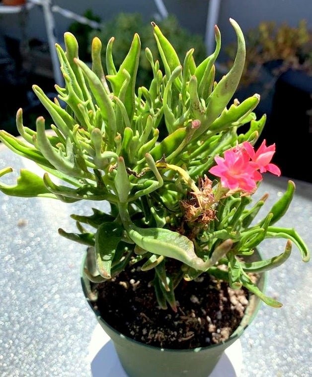 Kalanchoe tarantula - Ladybird Nursery