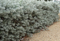 Kalbarri Carpet (Eremophila glabra)