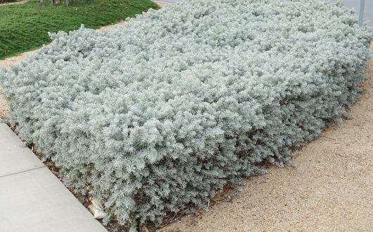 Kalbarri Carpet (Eremophila glabra)