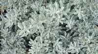 Kalbarri Carpet (Eremophila glabra)