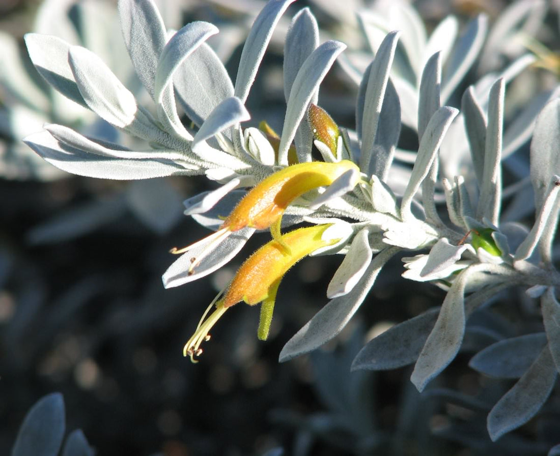 Kalbarri Carpet (Eremophila glabra) - Ladybird Nursery