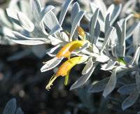 Kalbarri Carpet (Eremophila glabra)
