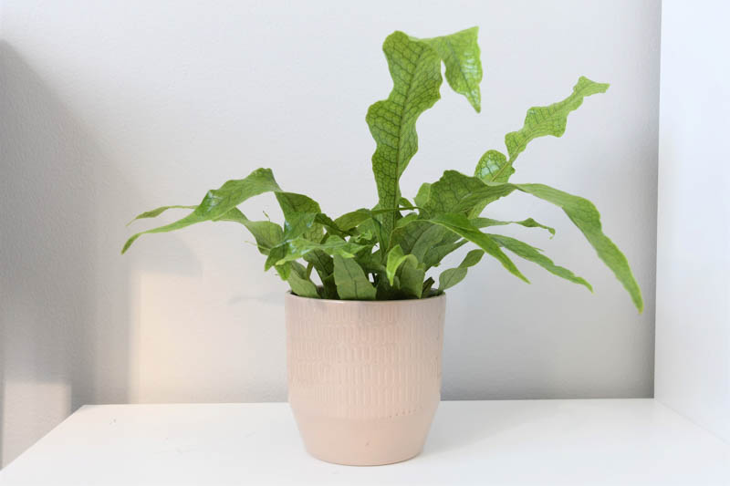 Kangaroo Fern Crocodyllus (Microsorum musifolium)