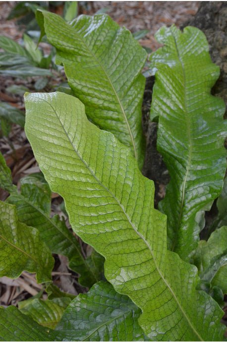 Kangaroo Fern Crocodyllus (Microsorum musifolium) - Ladybird Nursery