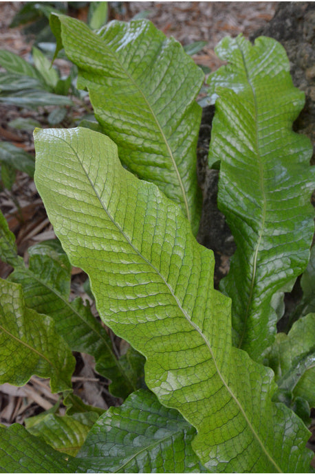 Kangaroo Fern Crocodyllus (Microsorum musifolium)