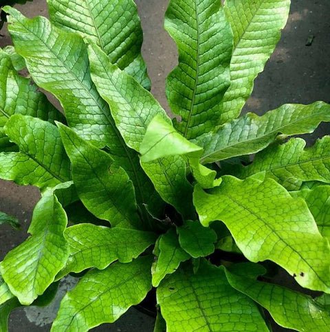 Kangaroo Fern Crocodyllus (Microsorum musifolium) - Ladybird Nursery