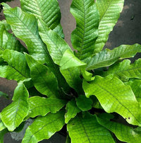 Kangaroo Fern Crocodyllus (Microsorum musifolium)