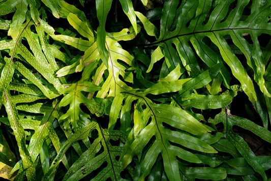 Kangaroo Fern (Microsorum diversifolium)