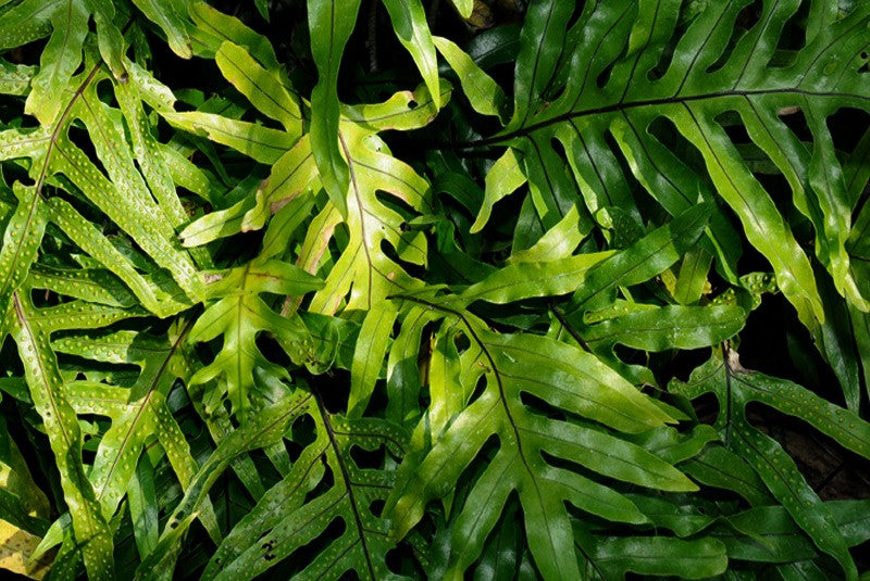 Kangaroo Fern (Microsorum diversifolium)