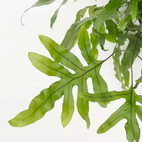 Kangaroo Fern (Microsorum diversifolium)