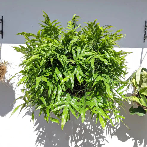 Kangaroo Fern (Microsorum diversifolium)