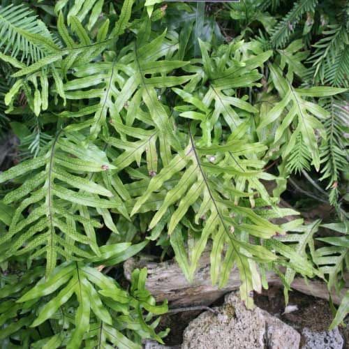 Kangaroo Fern (Microsorum diversifolium) - Ladybird Nursery