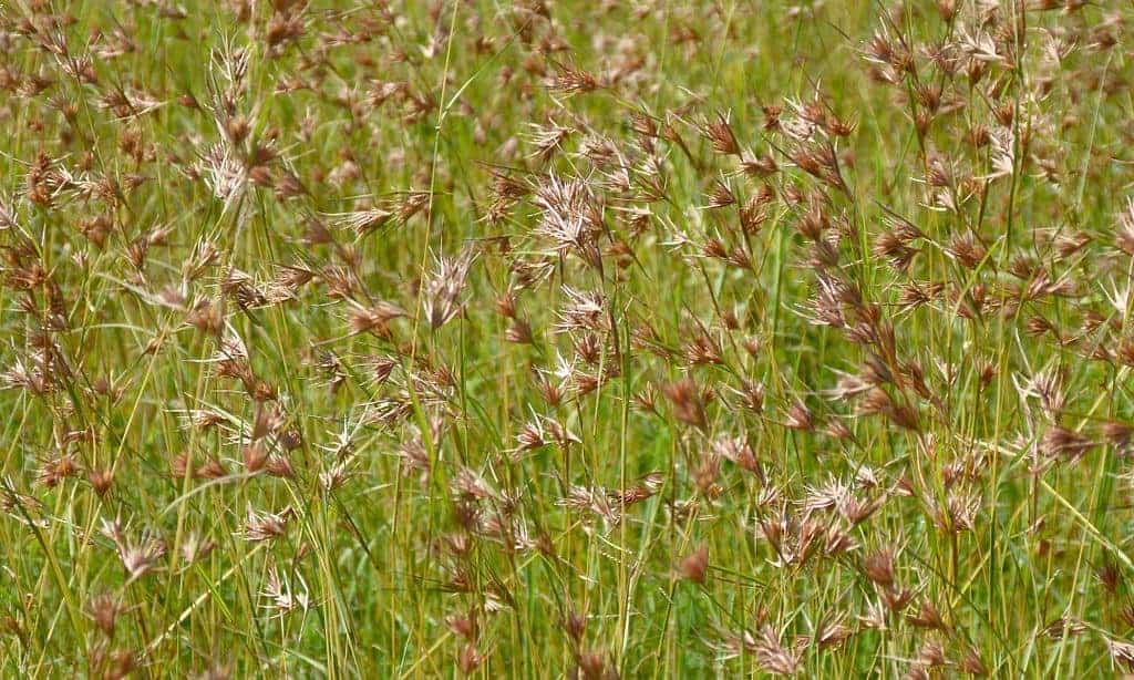 Kangaroo Grass (Themeda australis)