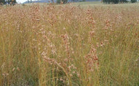 Kangaroo Grass (Themeda australis) - Ladybird Nursery