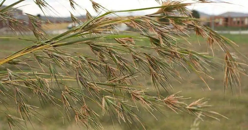 Kangaroo Grass (Themeda australis)