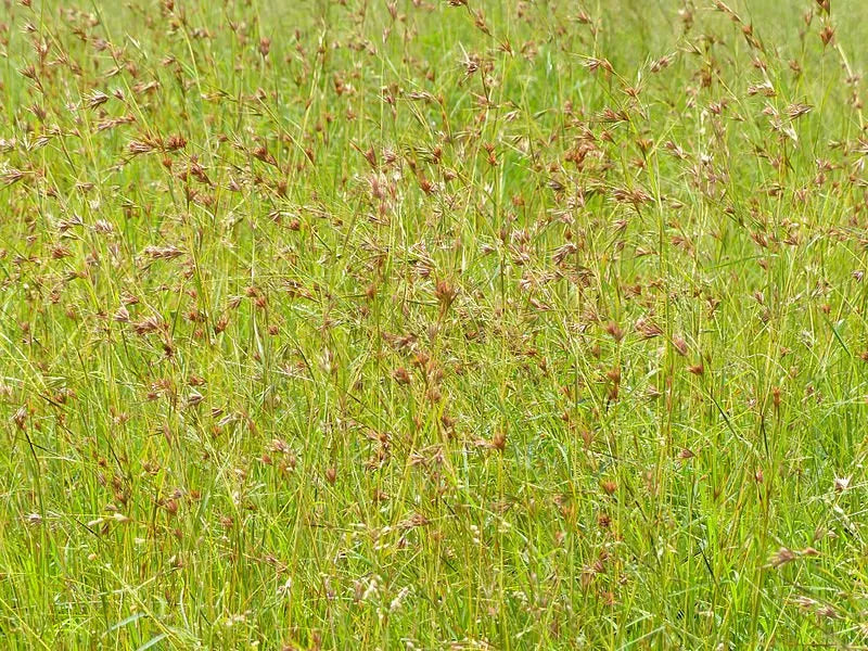Kangaroo Grass (Themeda australis)