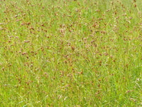 Kangaroo Grass (Themeda australis)