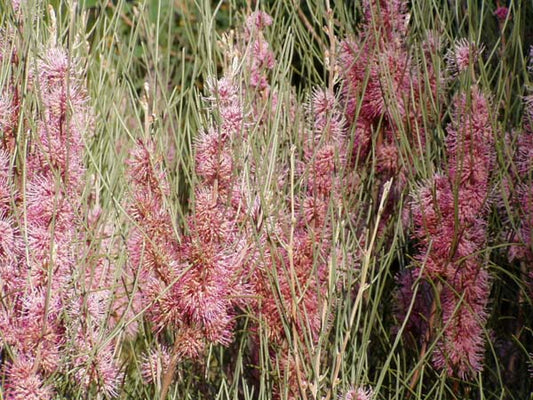 Kangaroo Island Hakea (Hakea scoparia)