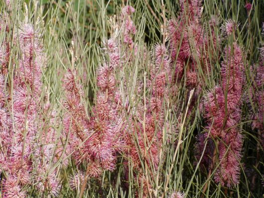 Kangaroo Island Hakea (Hakea scoparia)