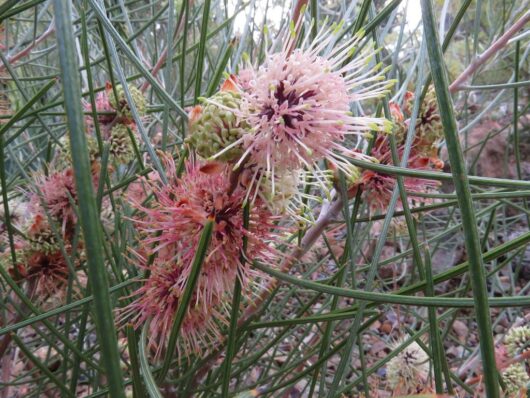 Kangaroo Island Hakea (Hakea scoparia)