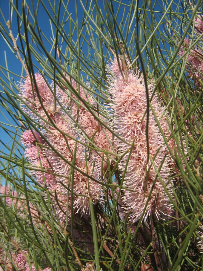 Kangaroo Island Hakea (Hakea scoparia)